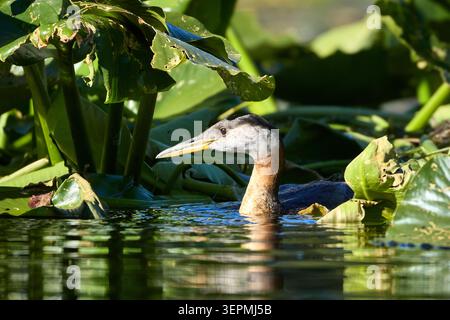 Ein Rothals schwimmt zwischen den dicken Fliedern in Twin Lakes, Idaho. Stockfoto