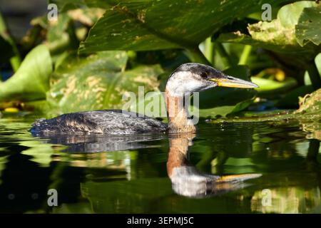 Ein Rothals schwimmt zwischen den dicken Fliedern in Twin Lakes, Idaho. Stockfoto