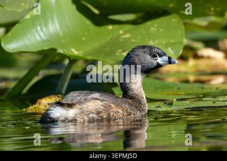 Ein Rattenschnabel schwimmt zwischen den dicken Fliederbussen in Twin Lakes, Idaho. Stockfoto