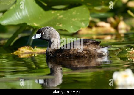 Ein Rattenschnabel schwimmt zwischen den dicken Fliederbussen in Twin Lakes, Idaho. Stockfoto