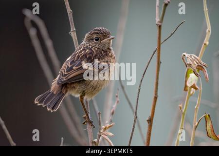 Juveniler Steinechat an der Südküste Großbritanniens Stockfoto