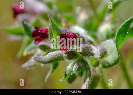 Leuchtend dunkelrote Wildblumen blühen auf flauschigen grünen Stämmen zwischen hellen Waldgrasklingen Stockfoto