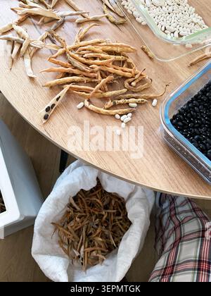 Eine Frau sitzt in ihrer Küche. Sie schält Bohnen und sortiert sie auf einem Tisch. Verschiedene Bohnensorten und getrocknete Schoten sind vor der Tür verteilt Stockfoto