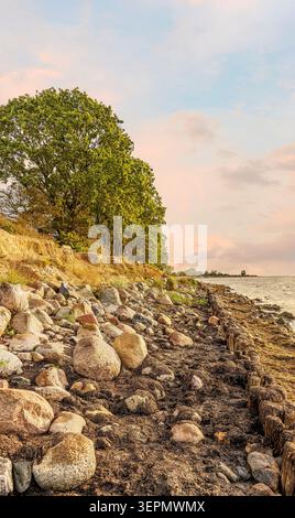 Felsige Ostseeküste bei Kellenhusen, Schleswig-Holstein, Deutschland, malerische Küstenlandschaft mit Bäumen und warmes Morgenlicht Stockfoto