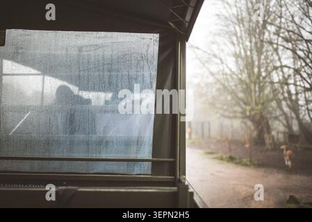 Aus dem Inneren eines Fahrzeugs mit einem Fenster, das mit Regentropfen bedeckt ist, sind eine nebelige Landschaft und ein Hirsch sichtbar Stockfoto