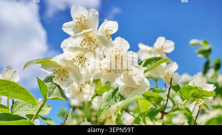 Nahaufnahme weißer Blüten von Philadelphus coronarius, selektiver Fokus. Stockfoto