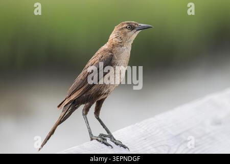 Weibliche Boot angebundene Grackle Stockfoto