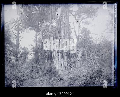 Die Harzernte in Arcachon im September 1890 zeigt einen Mann, der zwischen Kiefernstämmen im Aquitaine-Wald arbeitet und Harz von Weichholzbäumen während ländlicher Forstaktivitäten sammelt, fotografiert von Eugène Trutat. Stockfoto