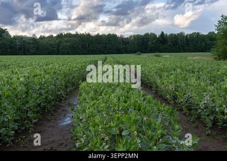 Blühendes breites Bohnenfeld mit nassen Traktorspuren unter dramatischen Sturmwolken im ländlichen Lettland Stockfoto