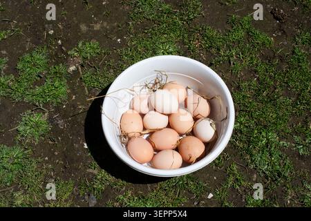 Eier im Korb auf Bauernhof Hintergrund. Hühnereier im Korb Stockfoto