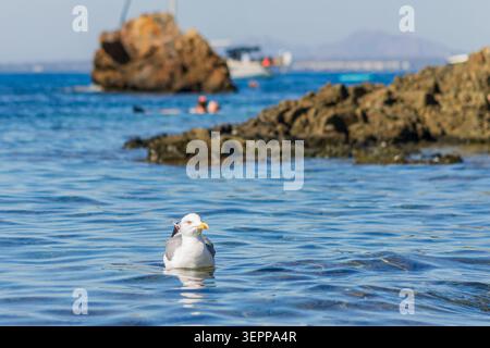 Eine ruhige Küstenszene mit einer Möwe, die auf türkisblauem Meer schwimmt, mit Schwimmer und Boot im Hintergrund. Unter einem klaren, hellen Himmel, dieser Weitwinkelwinkel Stockfoto
