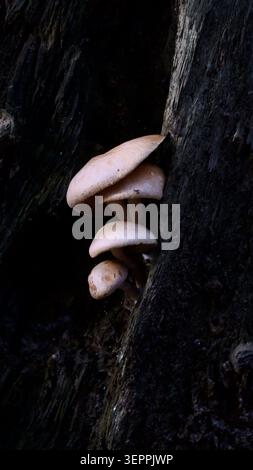 Eine Gruppe Pilze auf einem Baumstamm Stockfoto