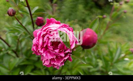 Blick aus der Nähe auf die leuchtende rosa Pfingstrosenblüte im Freien, umgeben von grünem Laub Stockfoto