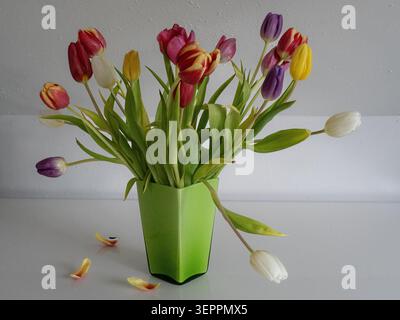 Farbenfrohe Tulpen, die sich dem Ende ihrer Blüte nähern, werden in einer einfachen Anordnung in Innenräumen dargestellt Stockfoto