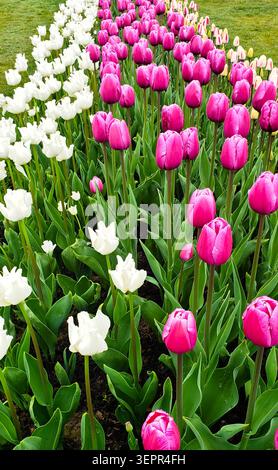Pink and White Tulpen in Bloom beim Skagit Valley Tulip Festival Washington Stockfoto