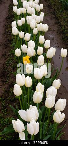 Einzelne gelbe Tulpe unter den weißen Tulpen im Skagit Valley Flower Field Stockfoto