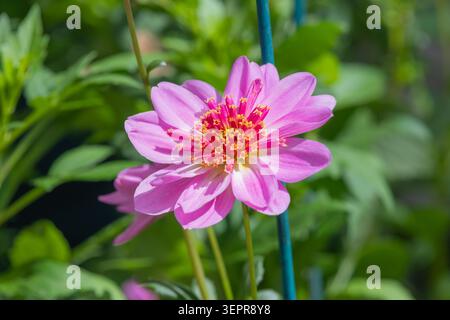 Nahaufnahme einer sternrosa Dahlienblume in Blüte Stockfoto