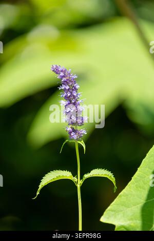 Nahaufnahme einer blühenden Anisysop-Blüte (agastache foeniculum) Stockfoto