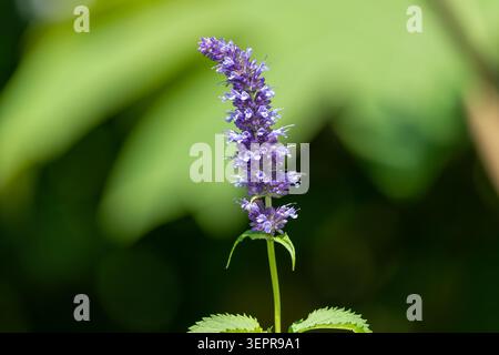 Nahaufnahme einer blühenden Anisysop-Blüte (agastache foeniculum) Stockfoto