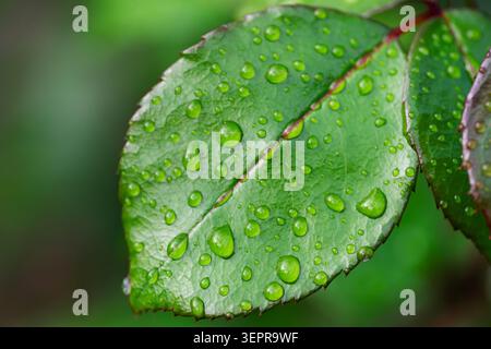 Junge Rose schießt nach dem Regen vor einer natürlichen Kulisse. Stockfoto