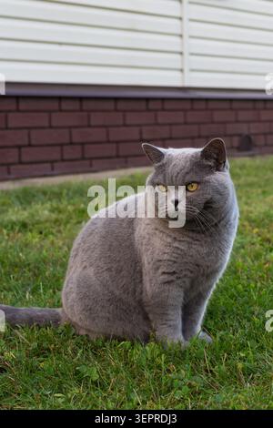 Britische Kurzhaar-blaue Katze mit einem ernsten Gesicht, die draußen sitzt. Schönes Pedigree-Begleittier auf dem Hof Stockfoto