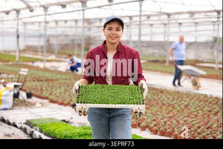 Junge Arbeitnehmerin, die im Gewächshaus steht und dekoratives Moos hält Stockfoto