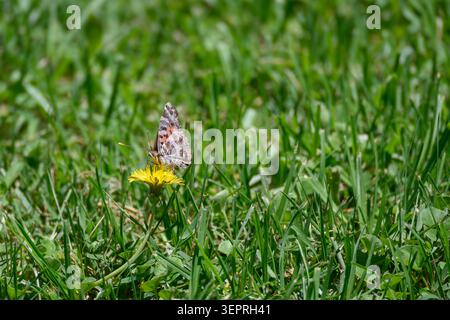 Der Schmetterling liegt sanft auf einem Löwenzahn im grünen Gras. Sanftes Sonnenlicht hebt zarte Flügelmuster und leuchtend gelbe Blüte hervor. Grasmesser schwingen leicht Stockfoto