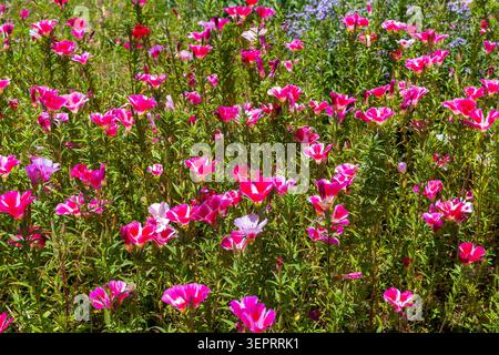 Clarkia amoena, Abschied vom Frühling, Godetia oder Satinblume, auch bekannt als Godetia amoena, Wildblumen, die im Frühjahr auf einem Feld oder einer Wiese blühen Stockfoto