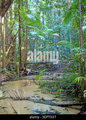 Wanggoolba Creek am K'gari, Great Sandy National Park Stockfoto