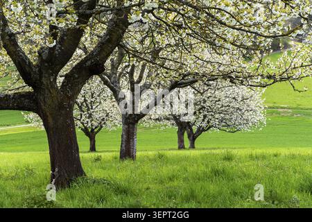 Ein Blick entlang einer Reihe von weiß blühenden Kirschbäumen (Wildkirsche, Prunus avium) auf einer grünen Obstwiese während der Frühlingskirschblüte Klei Stockfoto