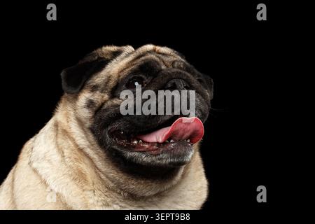 Nahaufnahme Porträt von Happy Mops Dog neugierig, der vor dem schwarzen isolierten Hintergrund aufblickt Stockfoto