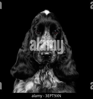 Nahaufnahme Porträt des Hundes englischer Cocker Spaniel Rasse, weiß und schwarz, schade, in der Kamera auf isoliertem schwarzen Hintergrund zu schauen, Vorderansicht Stockfoto