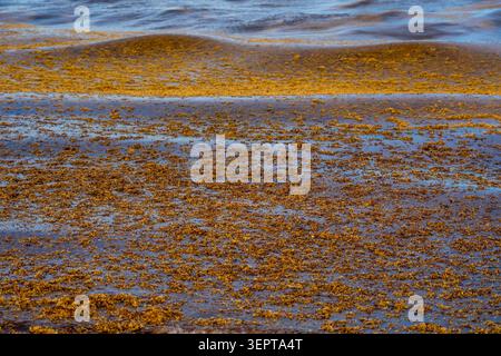 Der dicke schwimmende braune Sargassum-Algen blockiert das blaue Meereswasser in der Nähe des Sandstrandes am Hollywood Beach in Florida. Stockfoto