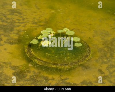 Kleine grüne Nymphaea Seerosen schwimmen auf der trüben Oberfläche des Gartenteichs in einem Florida Park, bedeckt mit einer dichten Algenschicht. Stockfoto