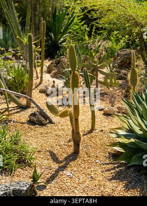 Der dornige Opuntia Mikrodasys Kaktus und die grüne Agave Pflanze wachsen auf dem Sandboden innerhalb des öffentlichen Botanischen Gartens in Florida. Stockfoto