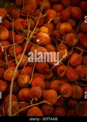 Die Reifen roten Litchi chinensis Litschi-Früchte mit ihrer rauen Haut wachsen während der Sommerernte auf dünnen Holzzweigen. Stockfoto
