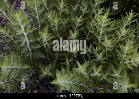 Eine botanische Serie, die die komplizierten Texturen, lebendigen Details und geometrischen natürlichen Muster der südfranzösischen und mediterranen Flora einfängt. Stockfoto