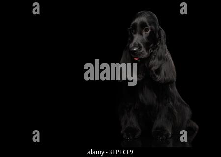 Porträt des Hundes englischer Cocker Spaniel Rasse, sitzend auf isoliertem schwarzen Hintergrund mit Reflexion, Vorderansicht Stockfoto