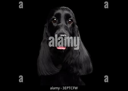 Nahaufnahme Porträt von Hund englischer Cocker Spaniel Rasse, glänzendes Fell, riesige Augen, die in der Kamera auf isoliertem schwarzen Hintergrund schauen, Vorderansicht Stockfoto
