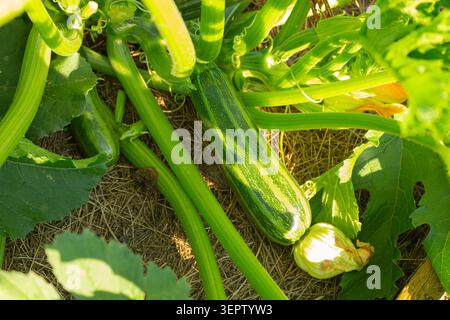 Nahaufnahme junger gestreifter Zucchini mit einer Blume auf einem Strohmulchfleck. Gemüseanbau im Hinterhof Stockfoto