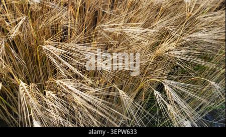 Goldene reife Weizenstiele auf einem Schweizer Getreidefeld zur Erntezeit Stockfoto