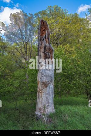 Hoher verwitterter Baumstumpf, der auf einer grünen Waldlichtung unter blauem Himmel steht und Alter, Verfall und natürliche Textur in einer ruhigen Frühlingswaldszene zeigt. Stockfoto