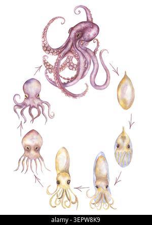 Aquarell Octopus Lebenszyklusillustration, handgezeichnet Ozean Tier Wachstum Stufen Clipart, pädagogische ClipArt Stockfoto