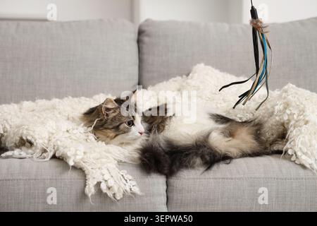 Flauschige Katze, die mit Spielzeug auf dem Sofa spielt Stockfoto