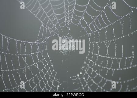 Wassertropfen bedeckten Spinnennetz, das im Morgenlicht vor dunklem Hintergrund glitzert, Makronaturfotografie Stockfoto