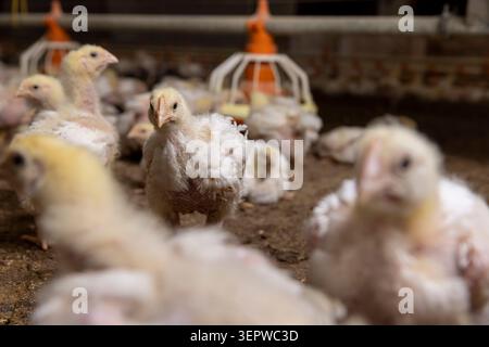 Junggeflügel-Masthähnchen in einer Geflügelfarm, eine große Anzahl von fetten Hühnerküken, während sie sich drinnen auf der Geflügelfarm entspannen Stockfoto