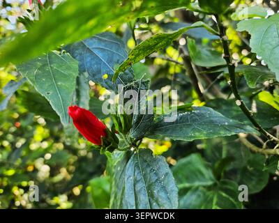 Schlafender Hibiskus (Malvaviscus arboreus) mit geschlossener roter Knospe, Corcovado Berg, Rio de Janeiro, Brasilien Stockfoto