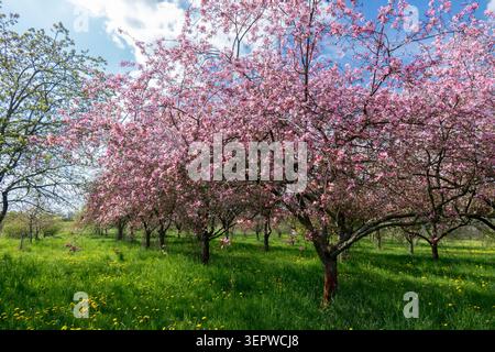 Rosafarbene Blüten von blühenden Krabbenapfelbäumen Malus in einem Obstgarten auf einer grünen Graswiese mit gelben Löwenzahn im Frühjahr Stockfoto