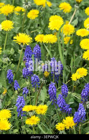 Blaue Blüten der armenischen Traube Hyazinth Muscari armeniacum und gelbe Blüten des Löwenzahns Taraxacum officinale auf einer Graswiese in einem Frühlingsgarten Stockfoto