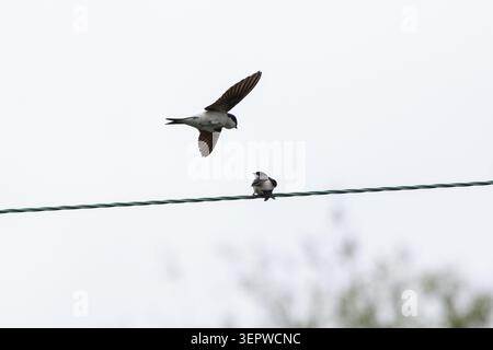 Sand Martins konkurrieren um Platz auf einem Freikabel. Stockfoto
